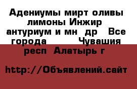 Адениумы,мирт,оливы,лимоны,Инжир, антуриум и мн .др - Все города  »    . Чувашия респ.,Алатырь г.